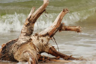 Deniz kıyısında bir ağaç kök