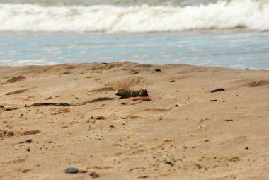 Seaside, sarı, güzel kum