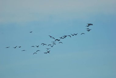 Kuşlar denizin üzerinde uçuyor