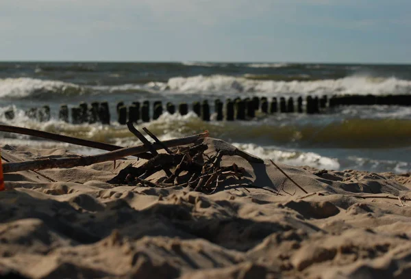 Ramas en la orilla del mar —  Fotos de Stock
