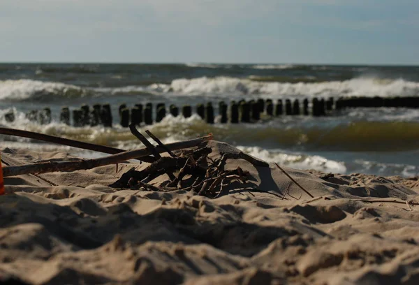 Grenar på havsstranden — Stockfoto