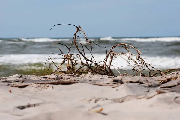 Grenar på havsstranden — Stockfoto