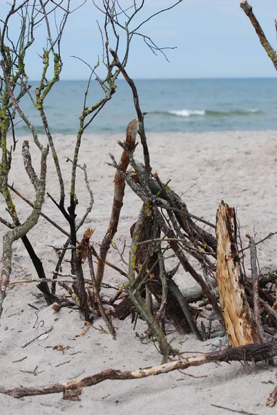 Grenar på havsstranden — Stockfoto