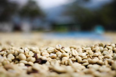 Kırmızı meyveler kahve çekirdeği süreç içinde Fabrika.