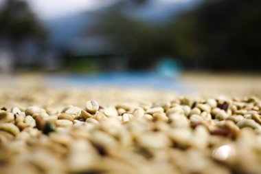 Kırmızı meyveler kahve çekirdeği süreç içinde Fabrika.