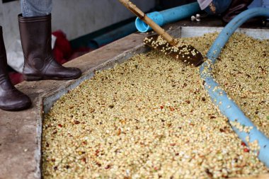 Kırmızı meyveler kahve çekirdeği süreç içinde Fabrika.