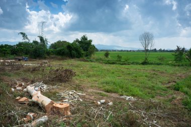 Marangoz okaliptüs ağaç gövdeleri kesilmiş.