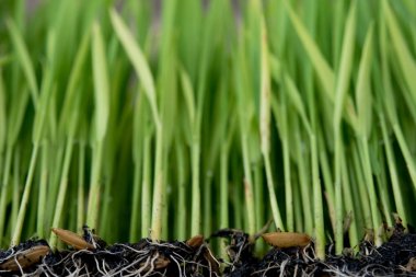 Pirinç hazırlıkları fidan dikim.