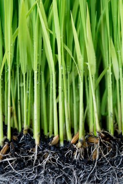 Pirinç hazırlıkları fidan dikim.