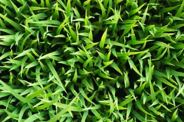 Pirinç. Çiy ile taze yeşil pirinç closeup bırakır. Yumuşak odak.