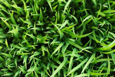 Pirinç. Çiy ile taze yeşil pirinç closeup bırakır. Yumuşak odak.