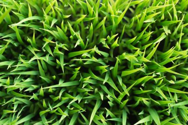 Pirinç. Çiy ile taze yeşil pirinç closeup bırakır. Yumuşak odak.