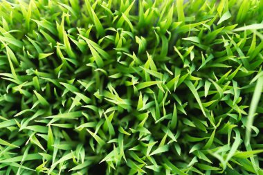 Pirinç. Çiy ile taze yeşil pirinç closeup bırakır. Yumuşak odak.