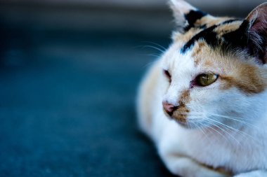 Dışarıda terasta oturan kedi.