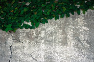 Velcro eski beton duvara tırmanmak.