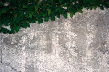 Velcro eski beton duvara tırmanmak.