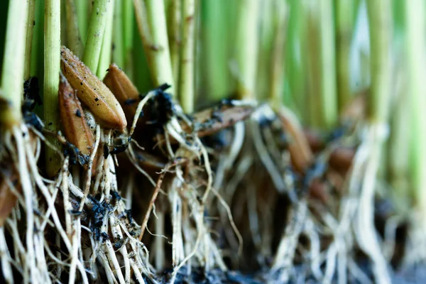 Plantación de plantaciones de arroz . —  Fotos de Stock