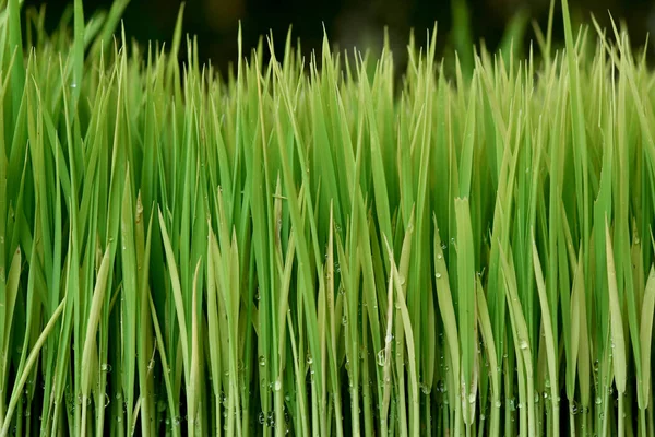 Plantação de sementes de arroz . — Fotografia de Stock