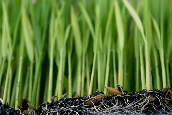 Plantación de plantaciones de arroz . — Foto de Stock