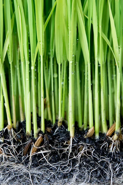 Plantación de plantaciones de arroz . — Foto de Stock