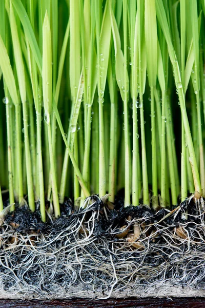 Sapling planting of rice preparations. — Stock Photo, Image