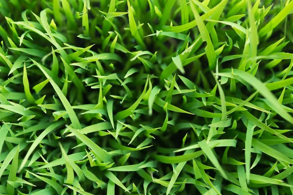 Arroz. Arroz verde fresco con gotas de rocío de cerca. Enfoque suave . — Foto de Stock