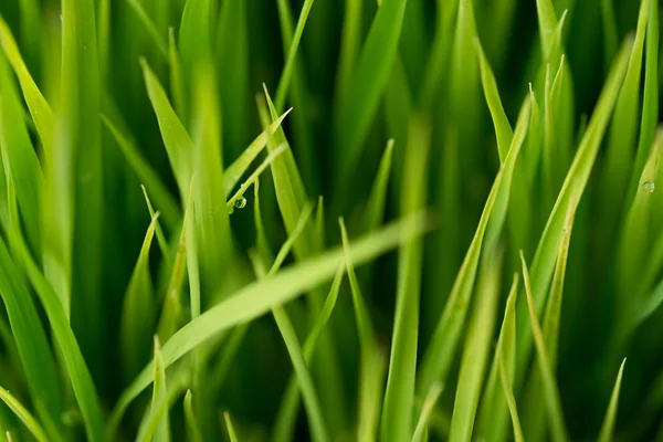 Ryżu. Świeży zielony ryż z rosy krople zbliżenie. Soft Focus. — Zdjęcie stockowe