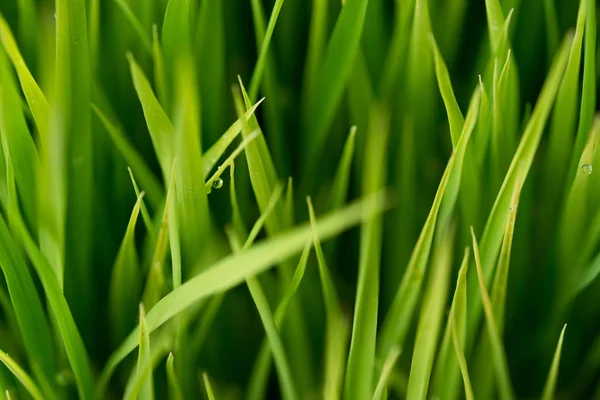 Arroz. Arroz verde fresco con gotas de rocío de cerca. Enfoque suave . — Foto de Stock