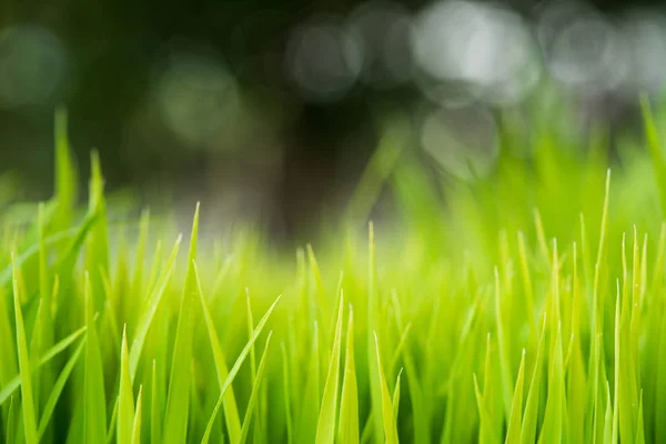 Arroz. Arroz verde fresco con gotas de rocío de cerca. Enfoque suave . — Foto de Stock