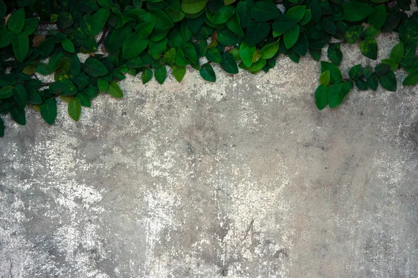 La subida de velcro en la vieja pared de hormigón . —  Fotos de Stock