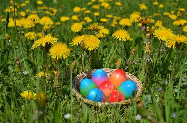 Easter Eggs Grass — Stock Photo, Image