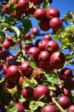 Olgun elmalar ağaçta