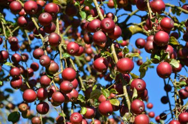 Olgun elmalar ağaçta