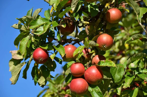 Reife Äpfel Auf Dem Baum — Stockfoto