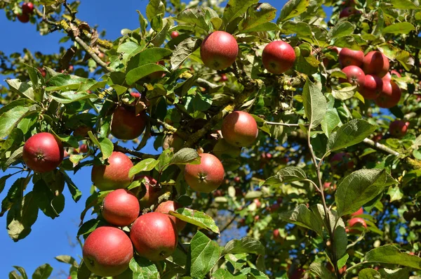 Mogna Äpplen Trädet — Stockfoto