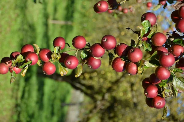 Ripe Apples Tree — Stock Photo, Image