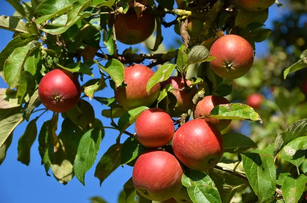 Reife Äpfel Auf Dem Baum — Stockfoto