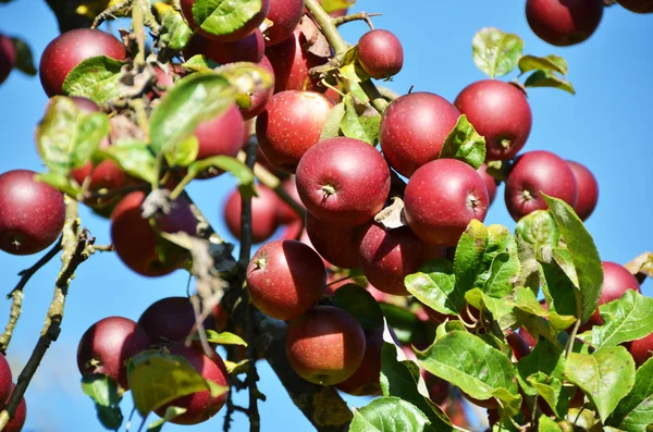 Reife Äpfel Auf Dem Baum — Stockfoto