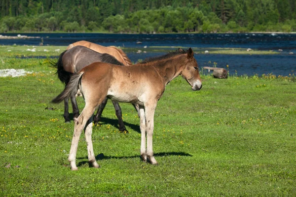 Foal en un prado —  Fotos de Stock