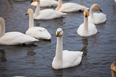 Bir sürü Kuğu Gölü.
