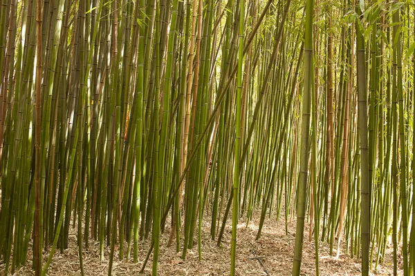 Foresta Bambù Nel Parco — Foto Stock