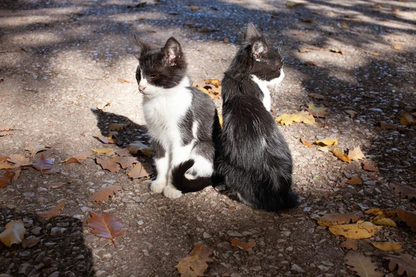 Zwei Obdachlose Kätzchen Sonnen Sich Den Strahlen Der Herbstsonne lizenzfreie Stockbilder