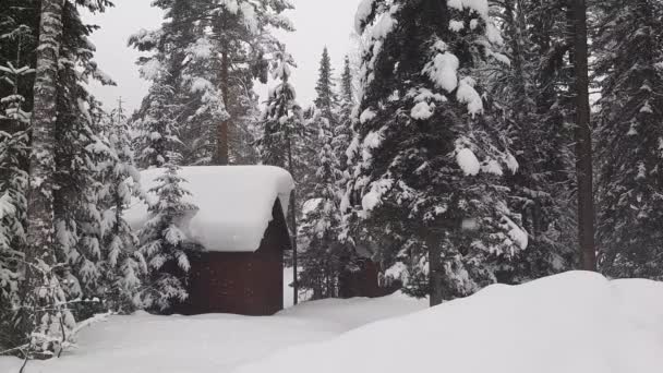针叶林里的雪 静态图片 — 图库视频影像