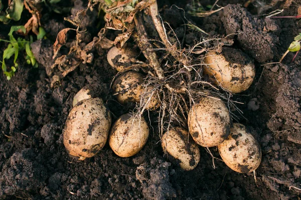 Aardappelen Vers Gegraven Aardappelstruik — Stockfoto