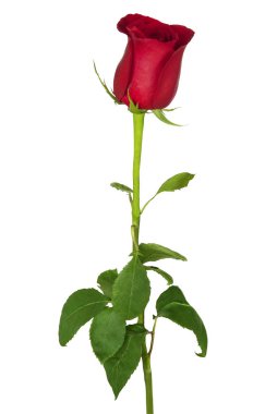 güzel kırmızı gül