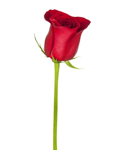 Beautiful scarlet rose — Stock Photo, Image