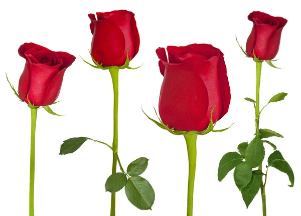 Εξαιρετικό κόκκινα τριαντάφυλλα — Φωτογραφία Αρχείου