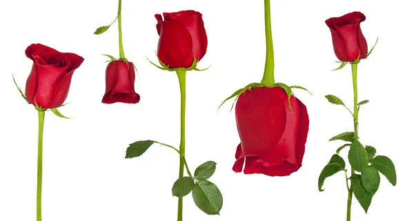 Wonderful red roses — Stock Photo, Image