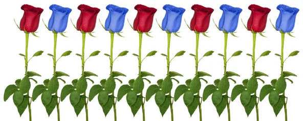 Barevný řádek s růžemi — Stock fotografie