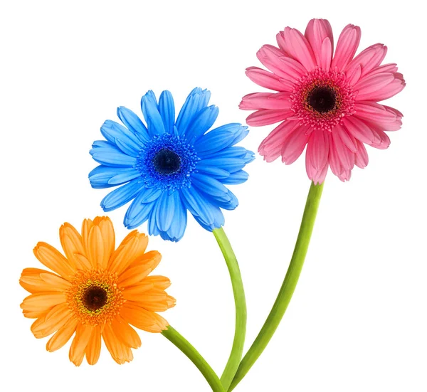 Trois fleurs colorées — Photo